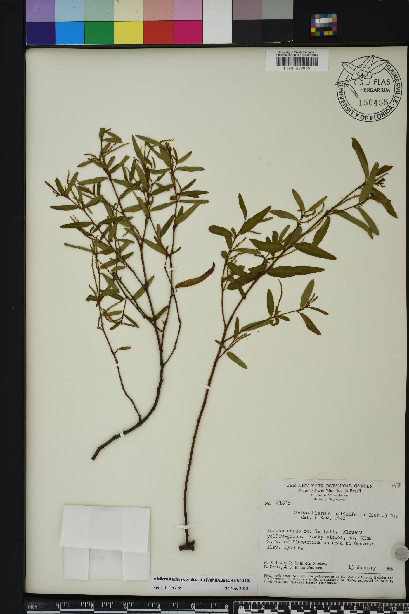 Microstachys corniculata image