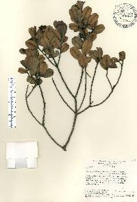 Humiria balsamifera image