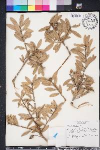 Quercus geminata image