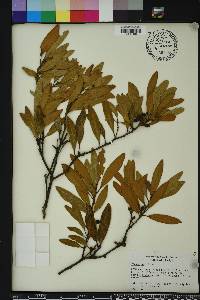 Persea humilis image