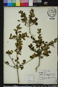 Ilex vomitoria image