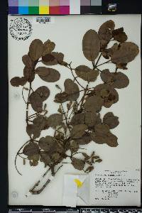 Laguncularia racemosa image