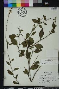 Plumbago zeylanica image