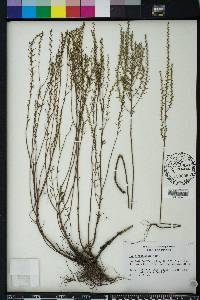 Iva microcephala image
