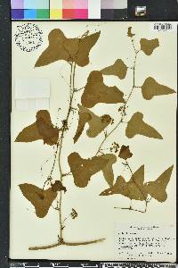 Smilax bona-nox image