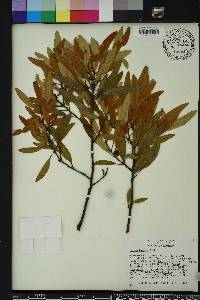 Persea humilis image