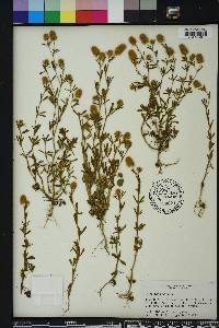 Trifolium arvense image