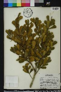 Ilex opaca var. arenicola image