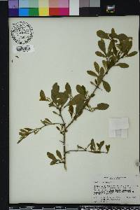 Sideroxylon reclinatum image