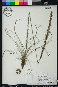 Liatris tenuifolia image