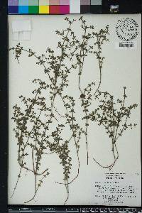 Galium hispidulum image