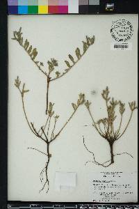 Oenothera humifusa image