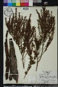 Hypericum chapmanii image