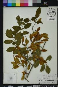 Fraxinus caroliniana image