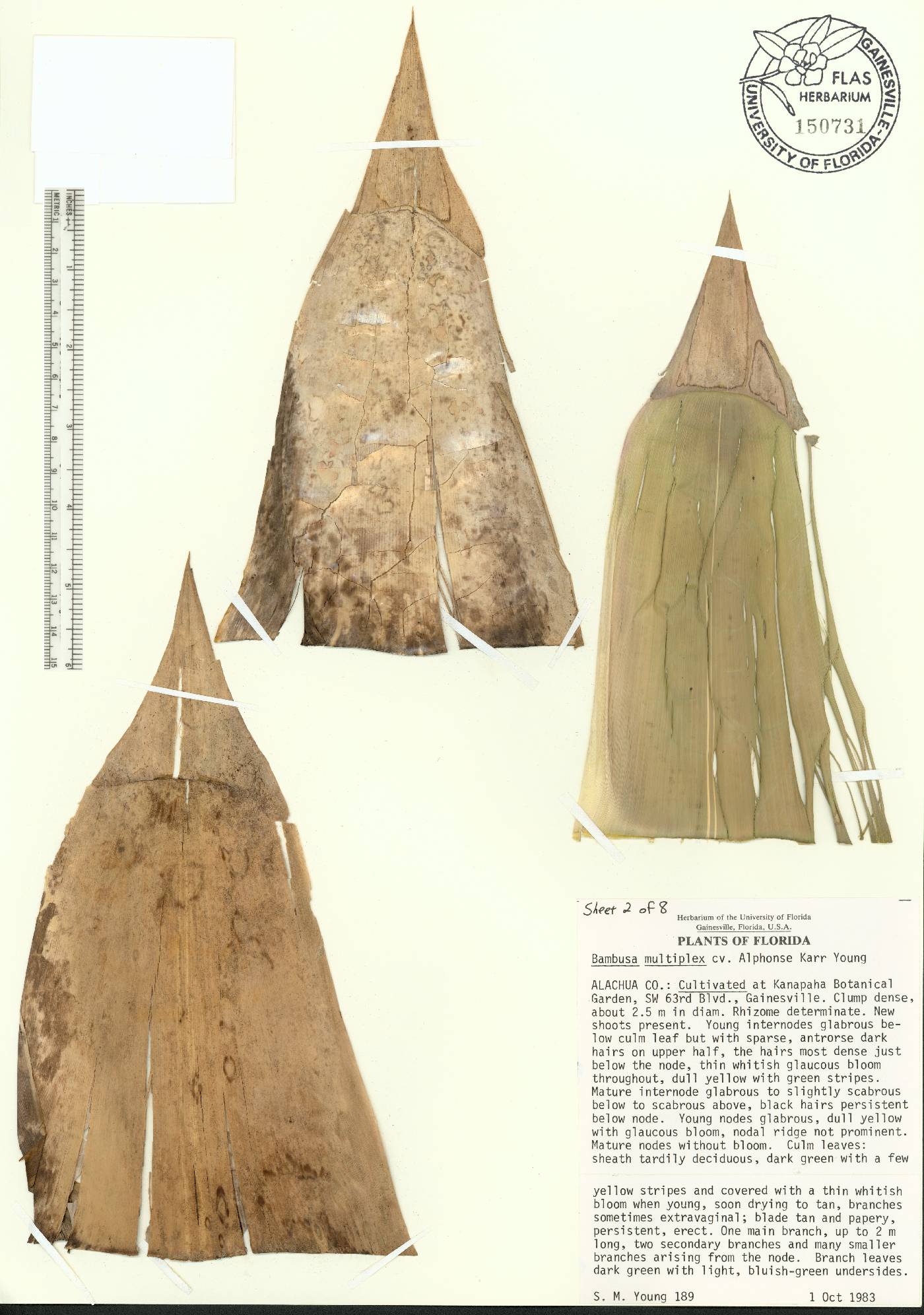 Bambusa multiplex image