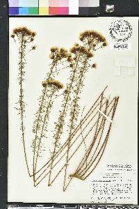 Dalea pinnata image