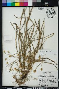 Pityopsis aspera image