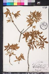 Carya floridana image