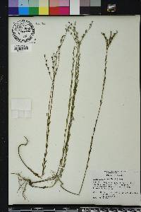 Linum floridanum image