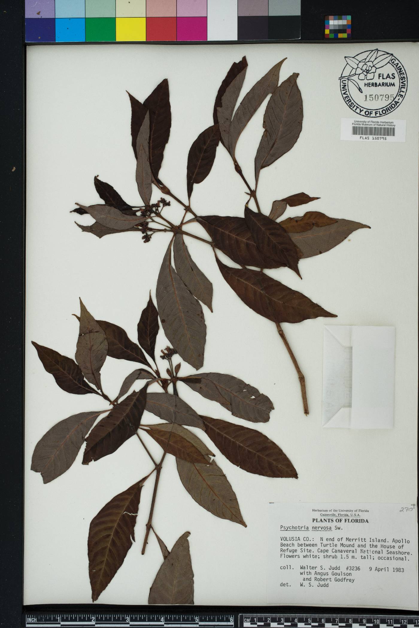 Psychotria nervosa image