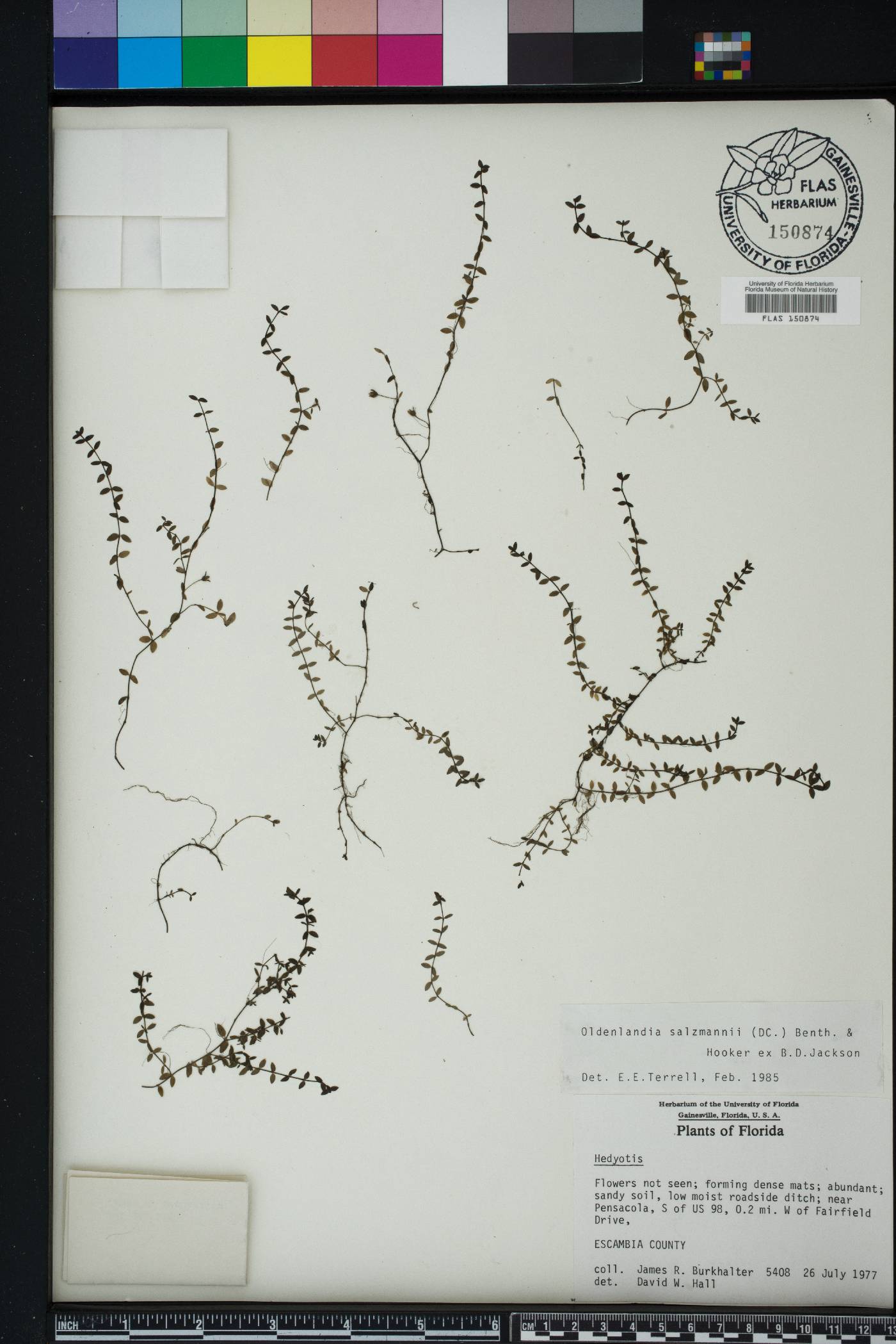 Oldenlandia salzmannii image