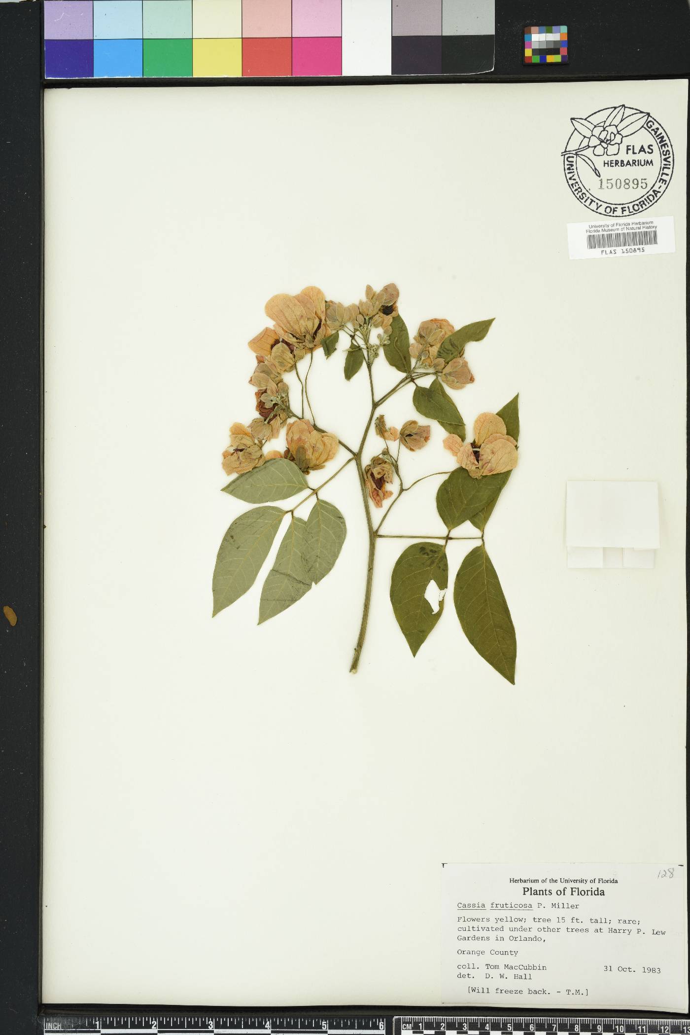Senna bacillaris image