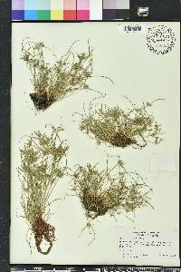 Cyperus compressus image