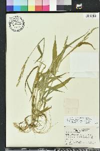 Urochloa texana image