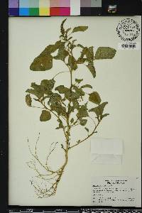 Amaranthus viridis image