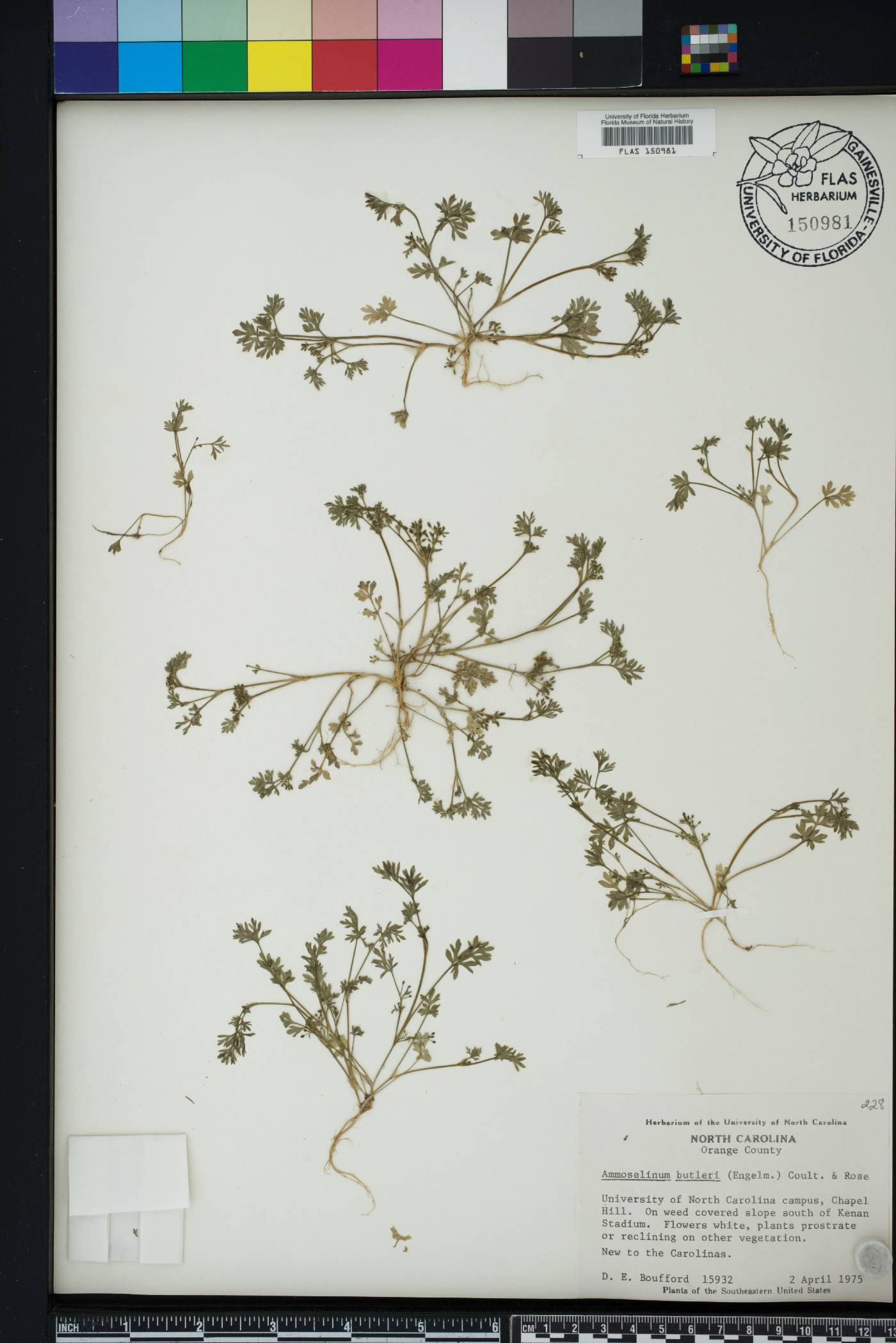 Ammoselinum butleri image