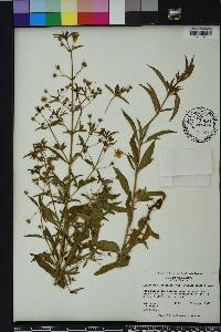 Lysimachia lanceolata image