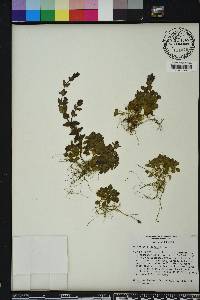 Scutellaria parvula image