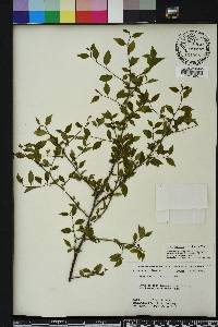 Ilex ambigua image