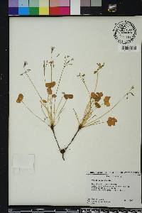 Oxalis rubra image