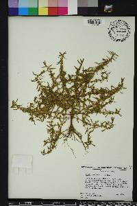 Rotala ramosior image