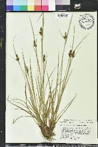 Carex complanata image