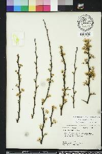 Prunus angustifolia image