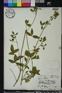 Trifolium vesiculosum image