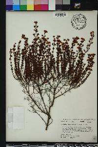 Hypericum brachyphyllum image
