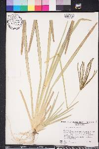 Eustachys glauca image