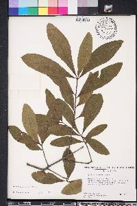 Quercus laurifolia image