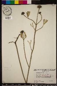 Borrichia frutescens image