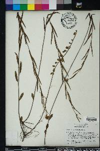 Ludwigia suffruticosa image