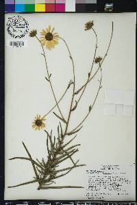 Helianthus angustifolius image