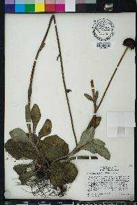 Helianthus radula image