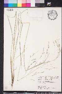 Eragrostis refracta image