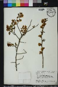 Vaccinium fuscatum image