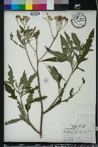 Verbesina virginica image