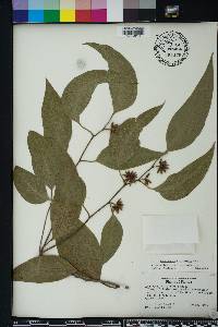 Eucalyptus amplifolia image
