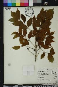 Bursera simaruba image